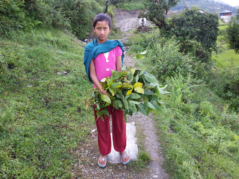 kalnu_meitene.jpg