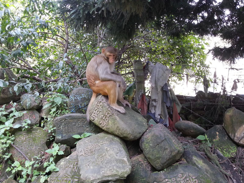 monkey_temple.jpg